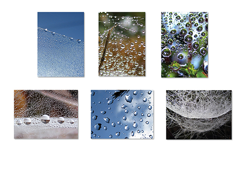 Spider Webs I Greeting Card Collection by The Poetry of Nature